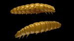 Larva 036 COFFEE MILK.jpg